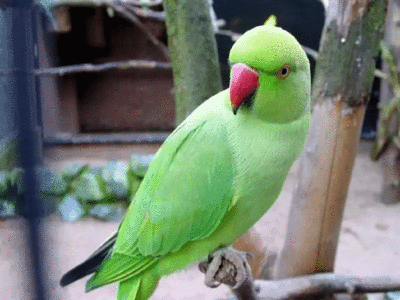 Parrot Benefits: तोता पालने के फायदे जानेंगे तो रह जाएंगे हैरान, बन सकते हैं धनवान