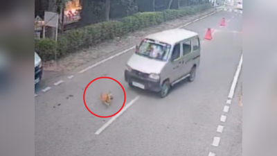 शर्मनाक! सड़क पार कर रहा था कुत्ता, सरफिरा आया और बेजुबान को गाड़ी से कुचल कर चला गया, वीडियो वायरल