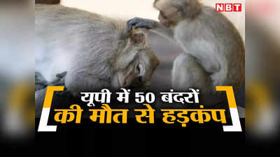 बहराइच में 50 बंदरों को मारकर फॉरेस्ट चौकी पर फेंका! वन विभाग में मचा हड़कंप