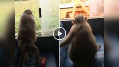 बंदर ने सरकारी बस में किया 30 Km का सफर, लोगों से भरी बस में भी कर लिया विंडो सीट का जुगाड़, वीडियो वायरल