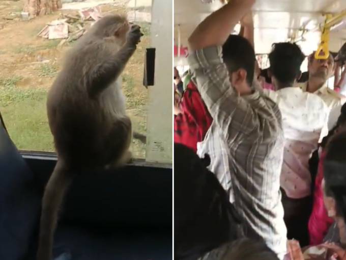 बंदर ने सरकारी बस में किया ट्रेवल