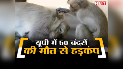 बहराइच में गरमाया बंदरों की मौत का मामला, DM कमिटी की रिपोर्ट आई, कई अधिकारियों पर गिरी गाज