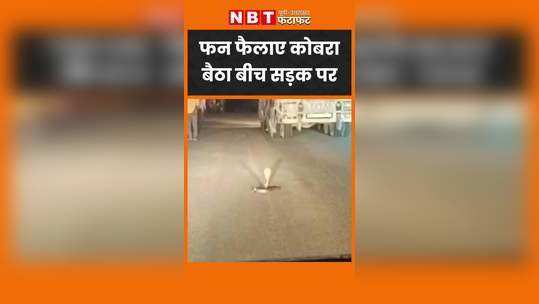 cobra snake sitting in between road viral video