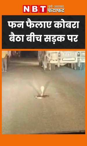 cobra snake sitting in between road viral video
