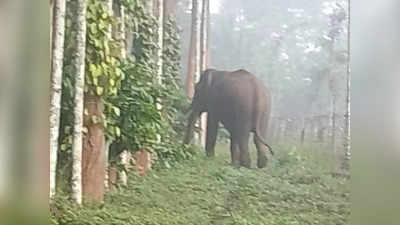 Wayanad Wild Elephant Attack: ഇരുളത്ത് കാട്ടാന എത്താത്ത ദിവസമില്ല; സന്ധ്യയായാൽ കൂട്ടത്തോടെയിറങ്ങും, പിന്നെ സംഹാരതാണ്ഡവം