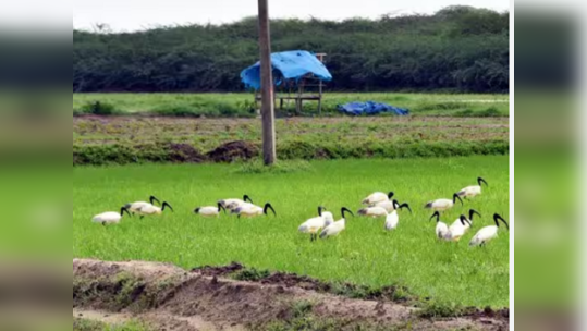 ராமநாதபுரத்தில் வறண்டு போன நீர்நிலைகள்; உணவு தேடி அலைமோதும் வெளிநாட்டு பறவைகள்!