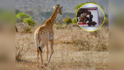 गले का हार बनाने के लिए केन्या से Giraffe का मल उठा लाई महिला, कस्टम के निशाने पर आई तो किया चौंकाने वाला खुलासा