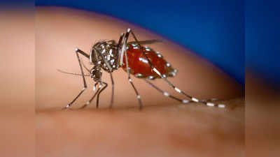 एमपी न्यूज: इन इलाकों में रहते हैं तो हो जाइए सावधान, भोपाल में बेकाबू हुआ डेंगू का डंक