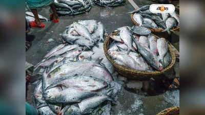 Hilsa Fish Price : ভরা মরশুমে ইলিশের আকাল, দাম বাড়চ্ছে অন্য মাছের