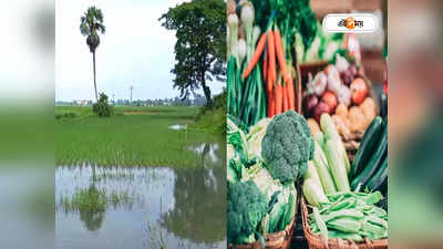 Vegetable Price : বৃষ্টিতে নষ্ট বিস্তীর্ণ জমির ফসল, পুজোর মুখে সবজির দাম বৃদ্ধির সম্ভাবনা