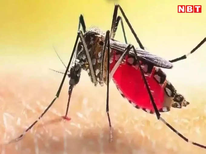 bihar dengue update