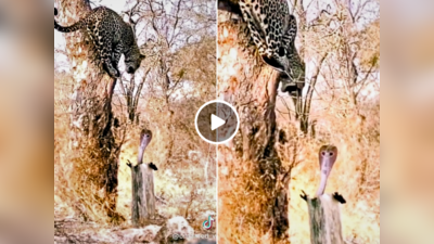 कोबरा को देखकर गुस्से में आ गया तेंदुआ, पेड़ से ही किया सांप पर अटैक, जंगल का वीडियो वायरल