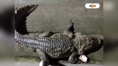 Crocodile At Kalna : কালনার রাস্তায় ১০ ফুট কুমির! তীব্র আতঙ্ক এলাকায়
