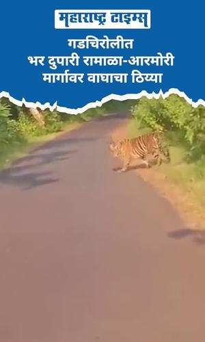 gadchiroli tigers video viral