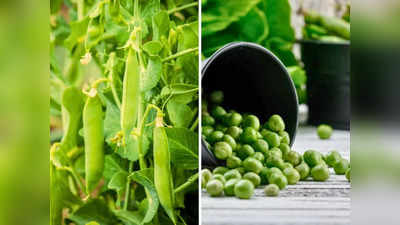 नहीं पड़ेगी बाजार से मटर खरीदने की जरूरत, इस तरीके से घर के गमले में उगाकर रोज खाएं फ्रेश Green Peas