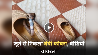 Cobra Ka Video: जूते से निकला बेबी कोबरा और फन फैलाकर खड़ा हो गया, IFS अधिकारी ने शेयर किया डराने वाला वीडियो