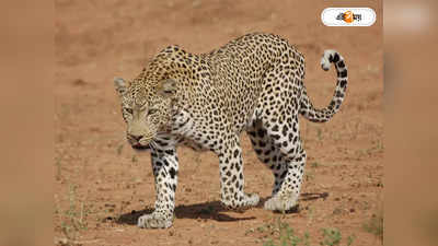 Leopard Attack : চিতাবাঘের হানা ঠেকাতে রেডিয়ো কলারের ভাবনা বন দফতরের