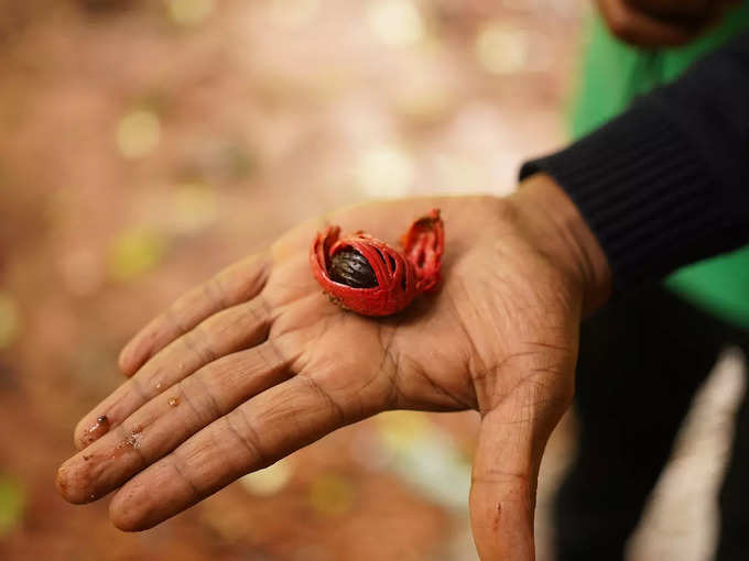 ​ಜಾಯಿಕಾಯಿಯನ್ನು ಅರ್ಪಿಸಿ​