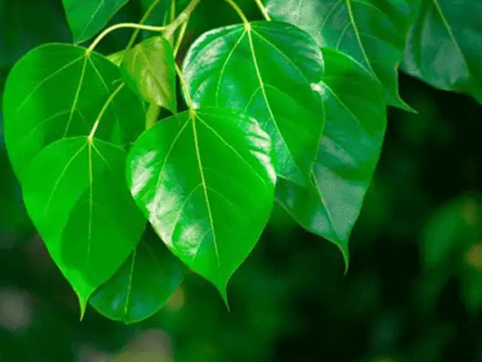 पितृ अमावस्‍या पर करें यह उपाय