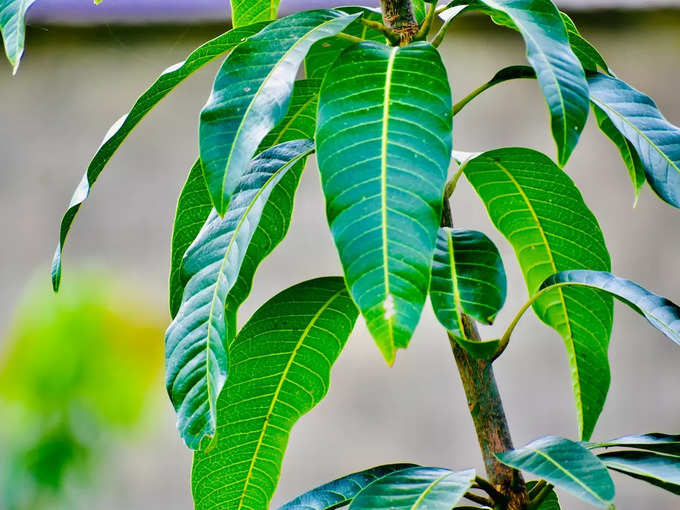 Mango Leaves