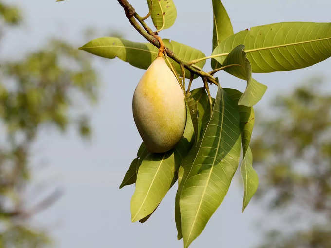 Mango Leaves