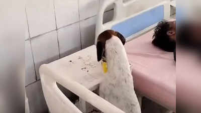 मुरादाबाद जिला अस्पताल वार्ड के अंदर मरीज का खाना खा गया कुत्ता, वीडियो वायरलहोने पर जागा प्रशासन
