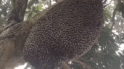 जुगनू की तरह क्यों जगमगाती हैं मधुमक्खियां? जानकर दंग रह जाएंगे आप