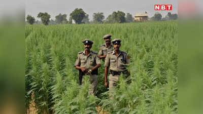 Burhanpur News: 1118 पौधे, 230 किलो वजन, कीमत लाखों में...नशे की अवैध खेती का ये तरीका देख पुलिस भी रह गई हैरान