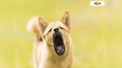 Dog Barking : রাত-বিরোতে কান্না জোড়ে আপনার পোষ্য? অশুভ সংকেত নাকি অন্য কারণ?