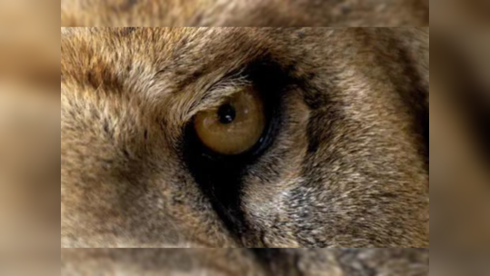 Wildlife Quiz: अगर सच्चे Animal Lover हैं तो इन 7 जानवरों की आंख देखकर ही बता देंगे उसका एकदम सही नाम 