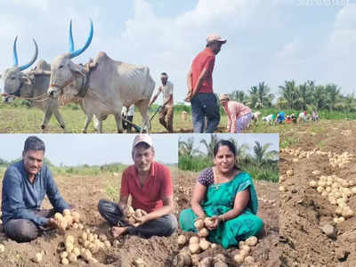 कांदा, टोमॅटोनंतर बटाटा उत्पादक संकटात, शेतकऱ्यांवर हवालदिल होण्याची वेळ का आलीय, धक्कादायक कारण समोर
