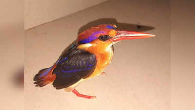 Black-Backed Dwarf Kingfisher: 15 സെന്‍റിമീറ്ററില്‍ താഴെ നീളം, ഓറഞ്ച് നിറമുള്ള തല; അപൂര്‍വ ഇനം മേനിപൊന്മാനെ കണ്ടെത്തി