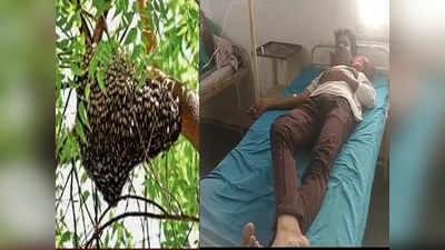Rajgarh News: चिता से उठा धुआं और खिसियाई मधुमक्खियों ने कर दिया 25 लोगों पर हमला, अस्पताल में कराना पड़ा भर्ती