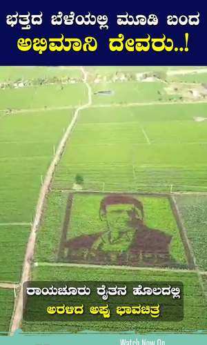 puneet grown in paddy field at manvi raichur a special art mostly found in japan china