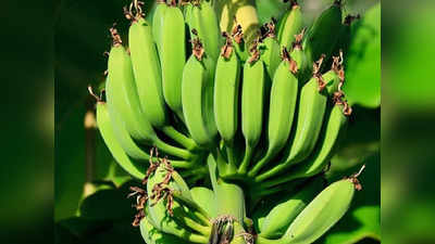 K Rail Banana Auction: കെ റെയിൽ വാഴക്കുലയ്ക്ക് 60,250 രൂപ; ലേലത്തുക അടുപ്പിൽ കുറ്റി സ്ഥാപിച്ച വയോധികയുടെ വീട് നിര്‍മാണത്തിന്