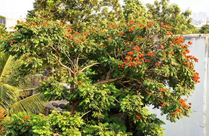 आफ्रिकन ट्युलिप वृक्ष भारतात कधी आला