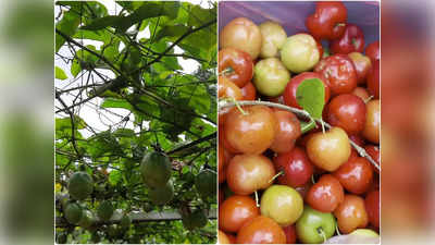 Mullankolly  Fruit Hub Project: റംബൂട്ടാന്‍ മുതല്‍ പാഷന്‍ഫ്രൂട്ട് വരെ; മുള്ളന്‍കൊല്ലി ഇനി പഴങ്ങളുടെ കയറ്റുമതി കേന്ദ്രമാകും