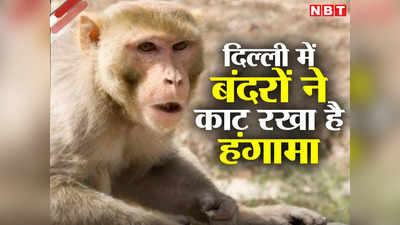 दिल्ली की कॉलोनियों में बढ़ने लगा बंदरों का आतंक, लोगों को काटने के साथ घरों को भी पहुंचा रहे नुकसान