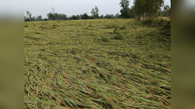 बाराबंकी: बेमौसम आंधी और बारिश से मुरझाए किसानों के चेहरे, खेतों में खड़ी धान की फसल बर्बाद