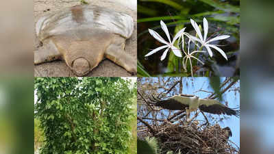 Official Flower Of Kasaragod: കാസർകോട് ജില്ലയ്ക്ക് ഔദ്യോഗിക പുഷ്പവും വൃക്ഷവും ജീവികളും; രാജ്യത്ത് ആദ്യം