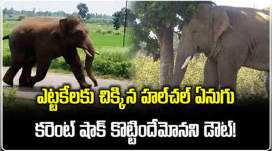 watch single elephant travelled odisha to ap in over night