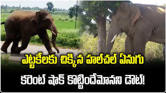 watch single elephant travelled odisha to ap in over night