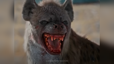 Leo Hyenas: இரையாக இருந்தாலும் உறவாக இருந்தாலும் பெண் கழுதைப்புலி தான் கெத்து... ஹைனா பற்றிய சுவாரஸ்யமான 8 உண்மைகள்!