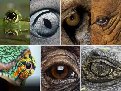 हुशार असाल तर डोळे पाहून प्राणी ओळखा, ९९ टक्के लोकांनी दिलंय चुकीचं उत्तर