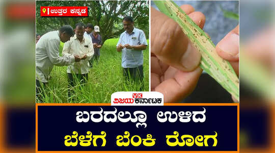 ಉತ್ತರ ಕನ್ನಡ: ಬರದ ನಡುವೆಯೂ ಬೆಳೆದ ಬೆಳೆಗೆ ಬೆಂಕಿ ರೋಗ, ರೈತನಿಗೆ ಮತ್ತೊಂದು ಪೆಟ್ಟು
