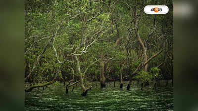Sundarban Tour : সিকিমের বিপর্যয়ে কপাল খুলছে বাদাবনের