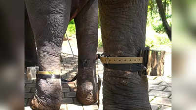 Belt For Violent Elephant: മദമിളകി ഓടുന്ന ആനയെ തളയ്ക്കാൻ ഈ ബെൽറ്റ് മതി; തൃശൂർ സ്വദേശിയുടെ കണ്ടുപിടിത്തം