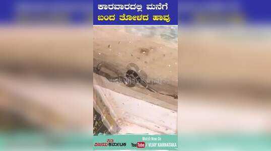 ಕಾರವಾರದಲ್ಲಿ ಮನೆಗೆ ಬಂದ ತೋಳದ ಹಾವು