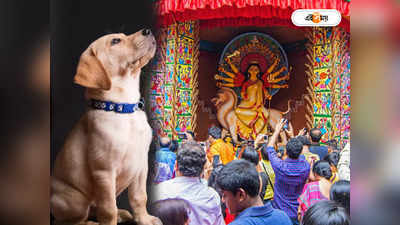 Durga Puja 2023 : রাত জেগে মণ্ডপ দর্শনে যাবেন, মস্ত চিন্তা বাড়ির পোষ্যরা