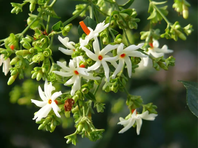 ​ಪಾರಿಜಾತ ಗಿಡ​